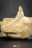 07545 -  Museum Grade 7.87 Inch Pappocetus lugardi (Whale Ancestor) Premaxillary Bone