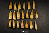 21643 - Great Collection of 20 Spinosaurus Dinosaur Teeth Cretaceous KemKem Beds