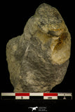 30534 - Rare 1.21 Inch Proceratopyge sp Upper Cambrian Trilobite - Canada
