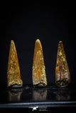 20421 - Great Collection of 3 Pterosaur (Coloborhynchus) Teeth Cretaceous KemKem Beds