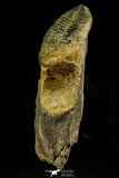 30534 - Rare 1.21 Inch Proceratopyge sp Upper Cambrian Trilobite - Canada