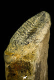 30534 - Rare 1.21 Inch Proceratopyge sp Upper Cambrian Trilobite - Canada