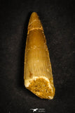 21643 - Great Collection of 20 Spinosaurus Dinosaur Teeth Cretaceous KemKem Beds