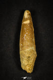 21643 - Great Collection of 20 Spinosaurus Dinosaur Teeth Cretaceous KemKem Beds