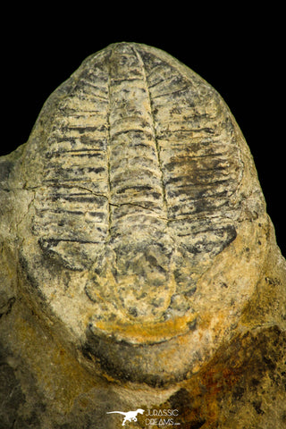 30534 - Rare 1.21 Inch Proceratopyge sp Upper Cambrian Trilobite - Canada