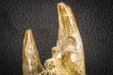 07545 -  Museum Grade 7.87 Inch Pappocetus lugardi (Whale Ancestor) Premaxillary Bone