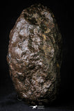 21534 - Huge Complete NWA L-H Type Unclassified Ordinary Chondrite Meteorite 2600g
