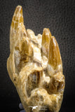 07545 -  Museum Grade 7.87 Inch Pappocetus lugardi (Whale Ancestor) Premaxillary Bone