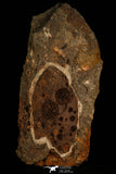 30535 - Top Rare Association of 16 Edrioasteroid (Spinadiscus) Ordovician Edrioasteorids