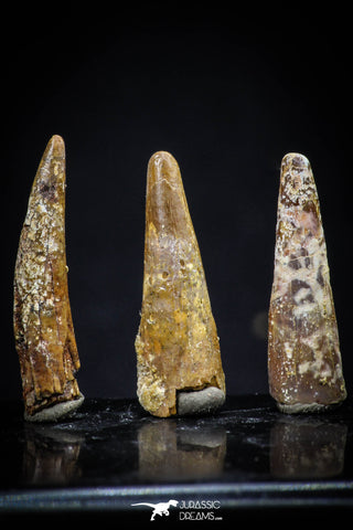 20422 - Great Collection of 3 Pterosaur (Coloborhynchus) Teeth Cretaceous KemKem Beds