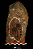 30535 - Top Rare Association of 16 Edrioasteroid (Spinadiscus) Ordovician Edrioasteorids