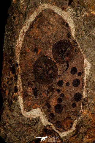 30535 - Top Rare Association of 16 Edrioasteroid (Spinadiscus) Ordovician Edrioasteorids