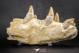 07545 -  Museum Grade 7.87 Inch Pappocetus lugardi (Whale Ancestor) Premaxillary Bone