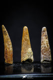 20422 - Great Collection of 3 Pterosaur (Coloborhynchus) Teeth Cretaceous KemKem Beds