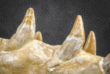07545 -  Museum Grade 7.87 Inch Pappocetus lugardi (Whale Ancestor) Premaxillary Bone