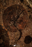 30535 - Top Rare Association of 16 Edrioasteroid (Spinadiscus) Ordovician Edrioasteorids