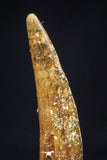 20422 - Great Collection of 3 Pterosaur (Coloborhynchus) Teeth Cretaceous KemKem Beds