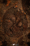 30535 - Top Rare Association of 16 Edrioasteroid (Spinadiscus) Ordovician Edrioasteorids