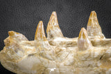 07545 -  Museum Grade 7.87 Inch Pappocetus lugardi (Whale Ancestor) Premaxillary Bone