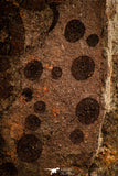 30535 - Top Rare Association of 16 Edrioasteroid (Spinadiscus) Ordovician Edrioasteorids