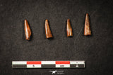 21645 - Great Collection of 5 Pterosaur (Coloborhynchus) Teeth Cretaceous KemKem Beds