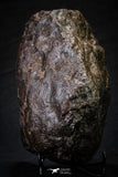 21534 - Huge Complete NWA L-H Type Unclassified Ordinary Chondrite Meteorite 2600g