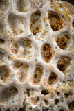 07546 - Top Beautiful 3.21 Inch Cretaceous Crocodile Dermal Scute Bone KemKem