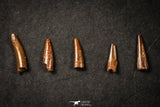 21645 - Great Collection of 5 Pterosaur (Coloborhynchus) Teeth Cretaceous KemKem Beds