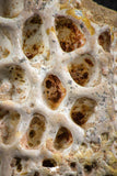 07546 - Top Beautiful 3.21 Inch Cretaceous Crocodile Dermal Scute Bone KemKem