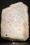 07546 - Top Beautiful 3.21 Inch Cretaceous Crocodile Dermal Scute Bone KemKem