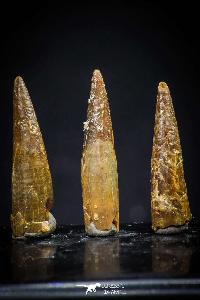 20423 - Great Collection of 3 Pterosaur (Coloborhynchus) Teeth Cretaceous KemKem Beds