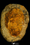30537 -Beautiful 5.21 Inch Cambropallas telesto Middle Cambrian Trilobite