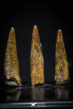 20423 - Great Collection of 3 Pterosaur (Coloborhynchus) Teeth Cretaceous KemKem Beds