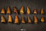 21646 - Great Collection of 14 Cretaceous Crocodile ELOSUCHUS Teeth KemKem Beds