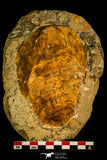 30537 -Beautiful 5.21 Inch Cambropallas telesto Middle Cambrian Trilobite