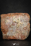 07547 - Beautiful 2.54 Inch Cretaceous Crocodile Dermal Scute Bone KemKem