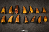 21646 - Great Collection of 14 Cretaceous Crocodile ELOSUCHUS Teeth KemKem Beds