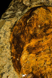 30537 -Beautiful 5.21 Inch Cambropallas telesto Middle Cambrian Trilobite
