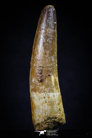 20424 - Well Preserved 2.86 Inch Spinosaurus Dinosaur Tooth Cretaceous