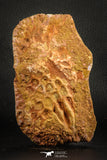 07548 - Huge 5.19 Inch Cretaceous Crocodile Dermal Scute Bone KemKem
