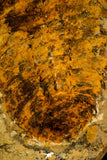 30537 -Beautiful 5.21 Inch Cambropallas telesto Middle Cambrian Trilobite