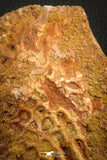 07548 - Huge 5.19 Inch Cretaceous Crocodile Dermal Scute Bone KemKem