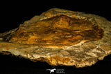 30537 -Beautiful 5.21 Inch Cambropallas telesto Middle Cambrian Trilobite