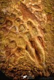 07548 - Huge 5.19 Inch Cretaceous Crocodile Dermal Scute Bone KemKem