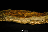 30537 -Beautiful 5.21 Inch Cambropallas telesto Middle Cambrian Trilobite
