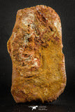 07548 - Huge 5.19 Inch Cretaceous Crocodile Dermal Scute Bone KemKem