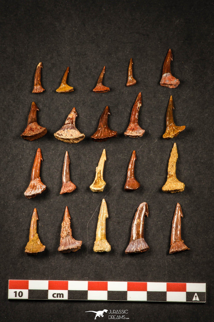 21647 - Great Collection of 20 Onchopristis numidus Cretaceous Sawfish Rostral Teeth Cretaceous