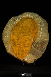 30538 - Top Quality 6.89 Inch Cambropallas telesto Middle Cambrian Trilobite