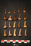 21647 - Great Collection of 20 Onchopristis numidus Cretaceous Sawfish Rostral Teeth Cretaceous