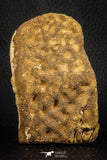 07549 - Nice 3.73 Inch Cretaceous Crocodile Dermal Scute Bone KemKem